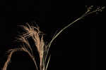 Whitehair rosette grass